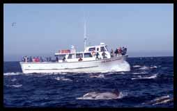 Monterey Bay Fishing Trips - Point Sur Clipper